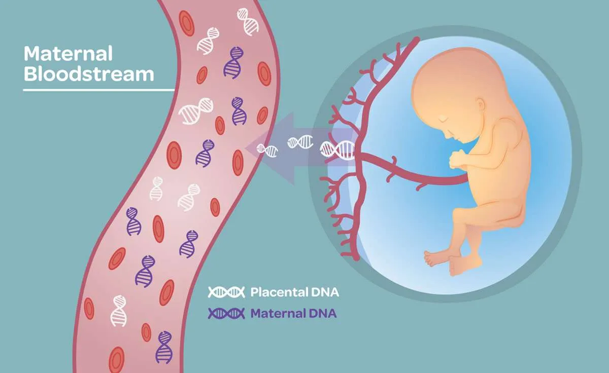 Baby Placenta